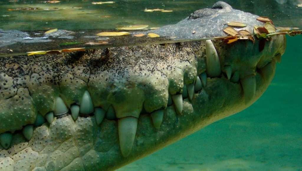 Crocodile