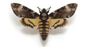 Death Mask Moth
