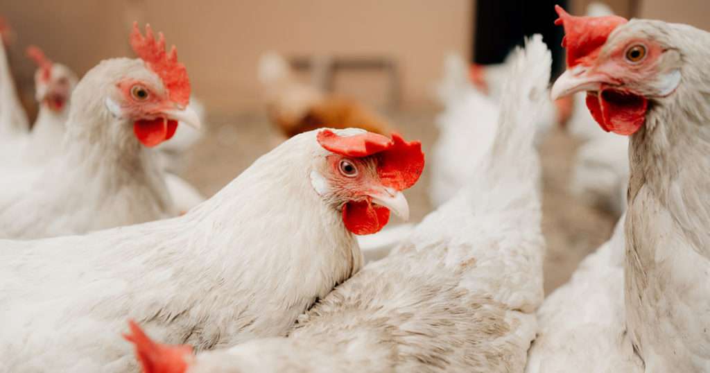 chickens