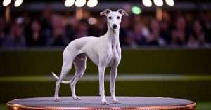 Whippet wins best in show at crufts