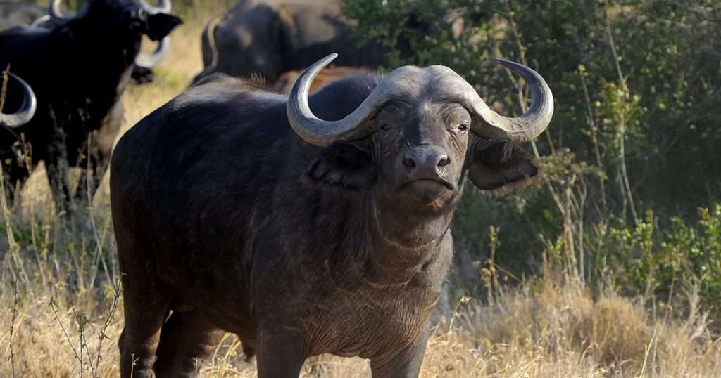Goring To Death Pricks With Rifles Helps To Keep Their Numbers Under Wild African Cape Buffalo Bull 1024x538